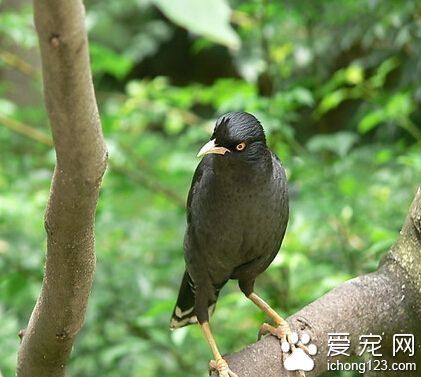 八哥训练 一定要注意选择一个安静的地方_360