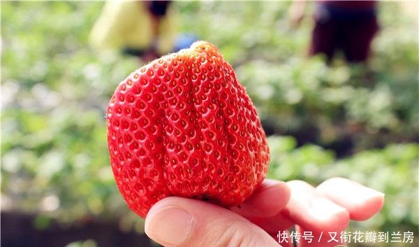 今日草莓价格如何2018最新草莓主产地价格行