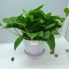 新买的家具在房间 能闻到甲醛气味但没有不适