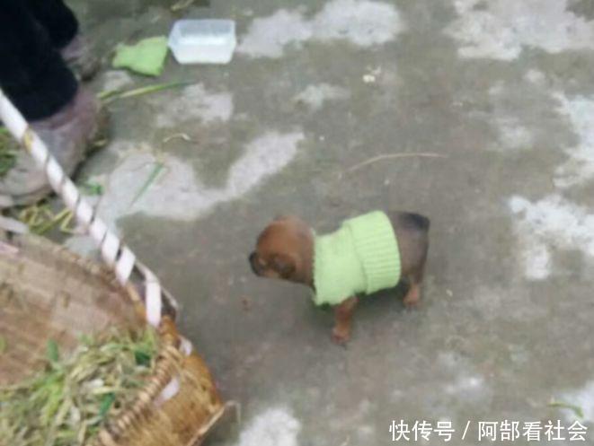 剪了妈妈的旧毛衣给小狗做衣服,狗狗笑了,我哭