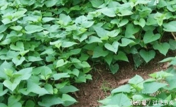 红薯叶一炒就黑?其实多加一步就能挽救,炒好嫩绿不变色