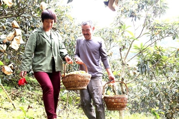 歙县万亩\"三潭枇杷\"产量增倍