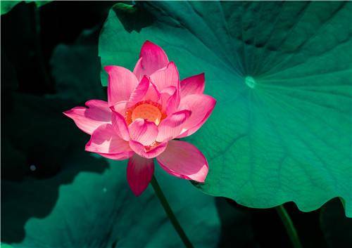 情人节,有这5个表现的男人,一定很在意你!