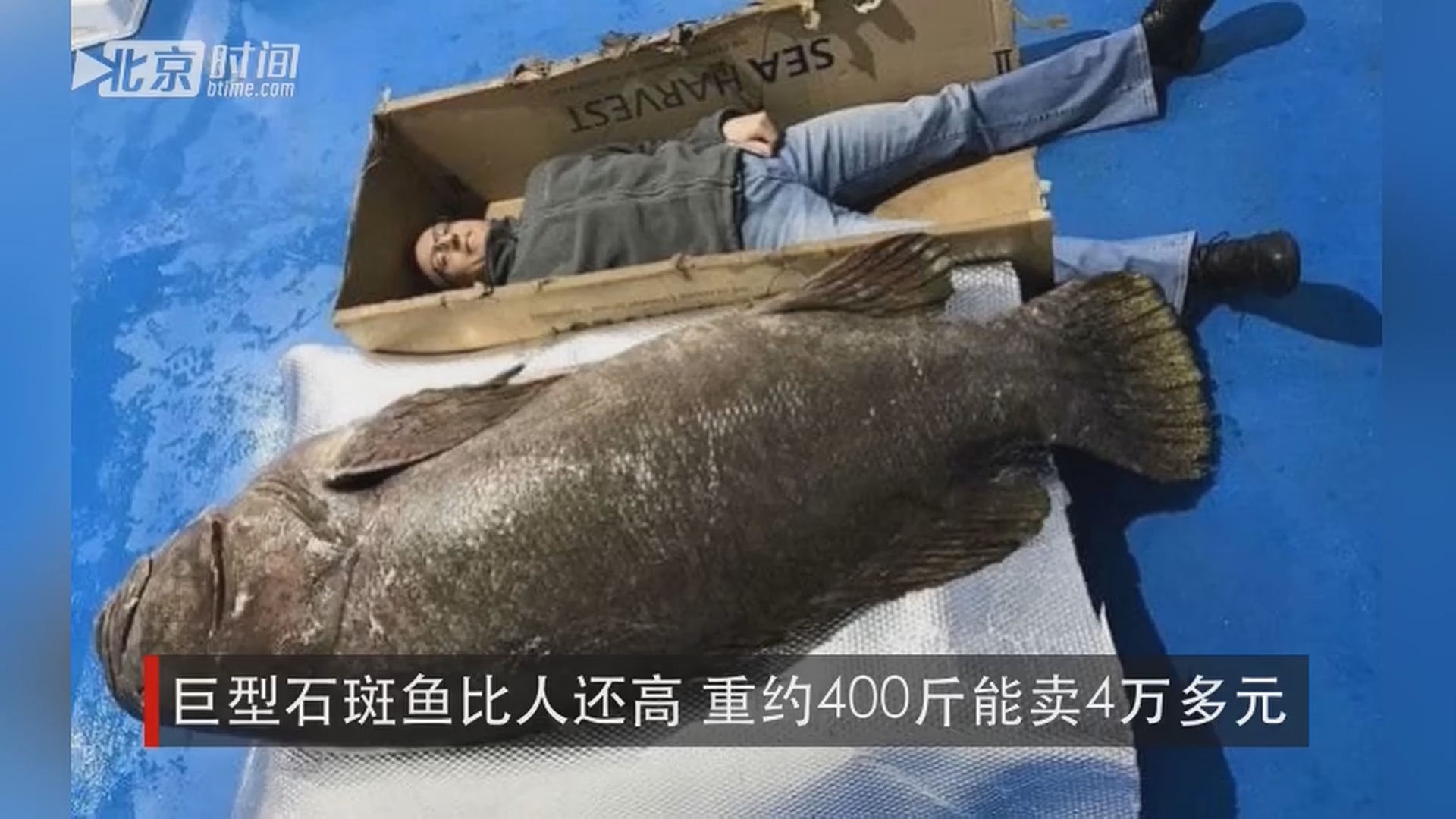 巨型石斑鱼比人还高 重约400斤能卖4万多元