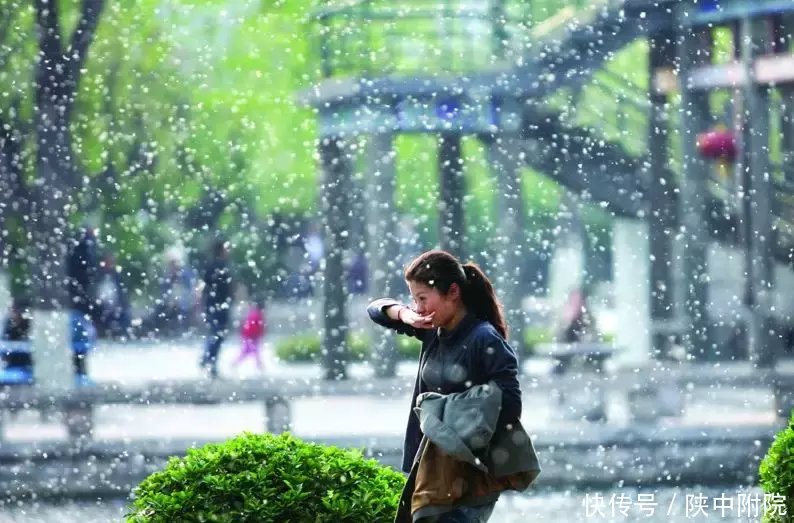 春季雪花满天飞,如何预防柳絮过敏?