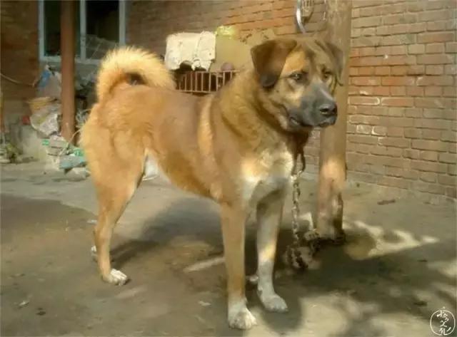 狗急了也要跳墙 t01b537a614d2053abe.jpg?size=640x473