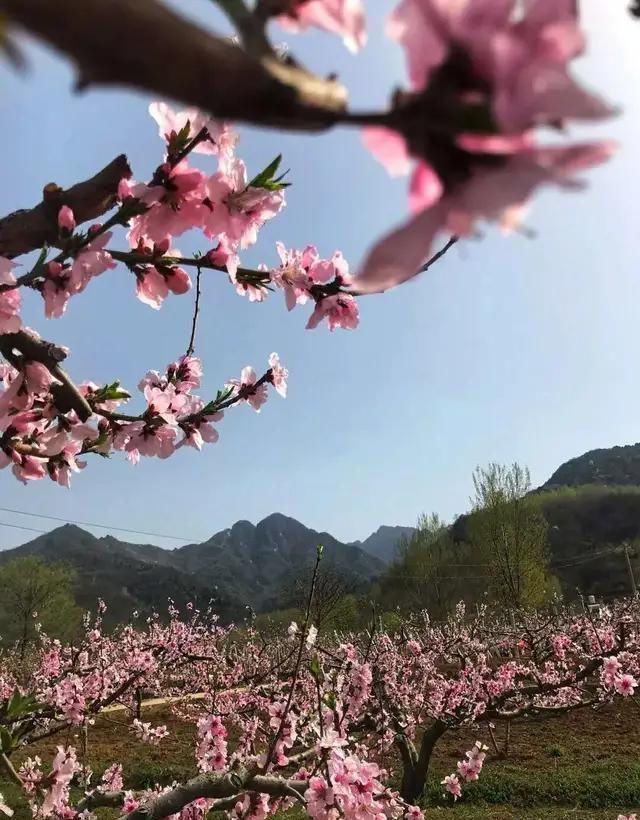 2019中国长安国际赏花季暨第十届王莽桃花节