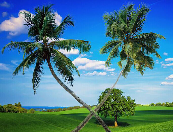 ps如何用通道抠椰子树_360问答