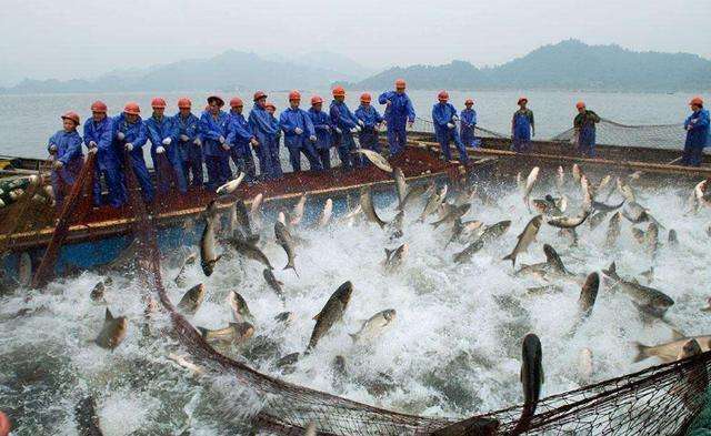 越南干了什么? 巴沙鱼卖给中国吧, 中国: 我们不