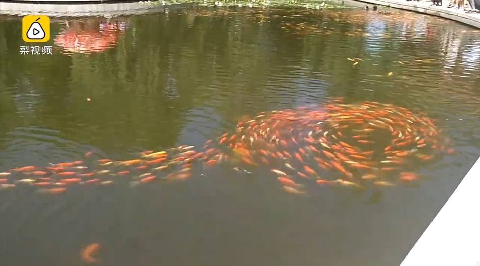 太原龙潭公园:数千锦鲤排长队 图片引众多网友转发