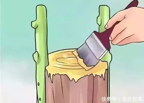 果树栽培技术 | 果树嫁接技术图解