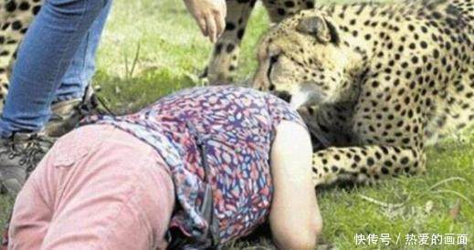 女子被豹子扑到,以为丈夫会来救她,结果抬头一