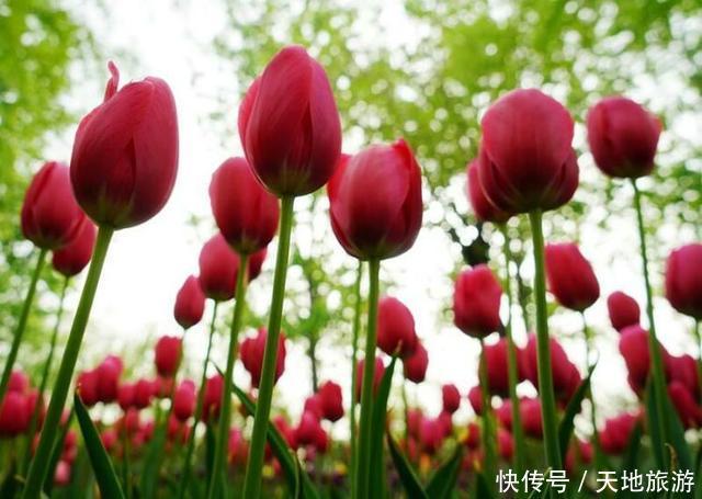 花卉摄影:醉人郁金香