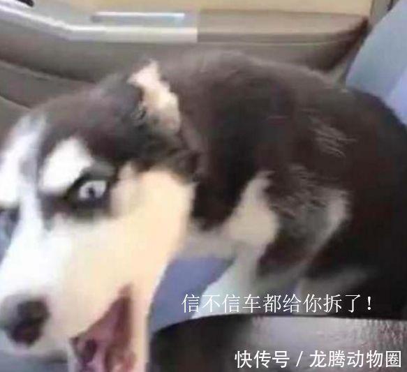 姐姐让漂亮小表情包复的不回么怎情表坐副v姐姐,二哈气成主人:信图片