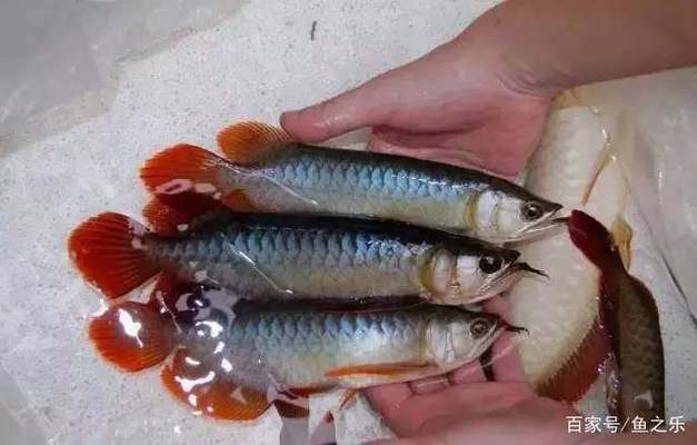 紅龍魚(yú)為啥那么貴呢圖片(紅龍魚(yú)為什么貴)