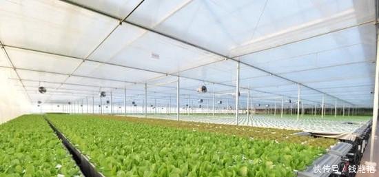 刘强东变身菜农! 网友 什么时候能吃上京东种