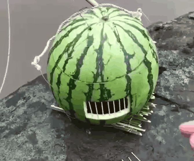 小伙将吃完的西瓜做成捕鱼陷阱,放入河里一小