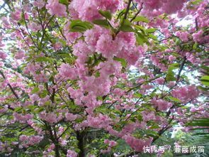 风过竹林雨凄凄,月落横塘梦依依
