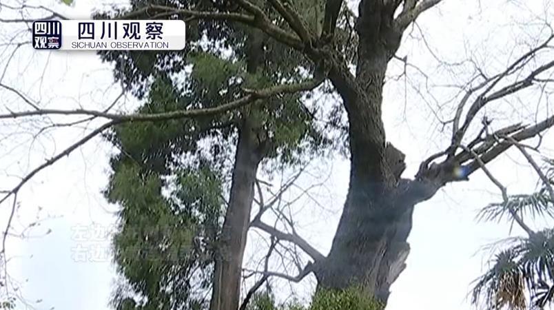 百年"夫妻树" 浪漫连理情-北京时间