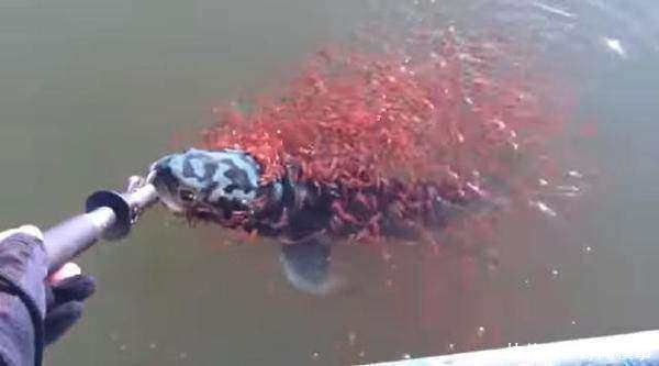 男子钓到大鱼准备收线，随后看到湖水变红，仔细一看立马放了大鱼