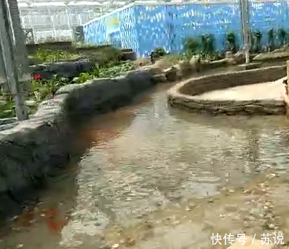 洋河农业嘉年华:打造乡村振兴示范区