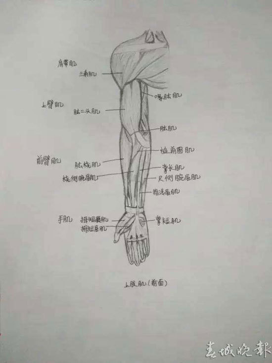 "我没有要求学生要画的很像,但必须把全身关节,肌肉起止点等标注准确.