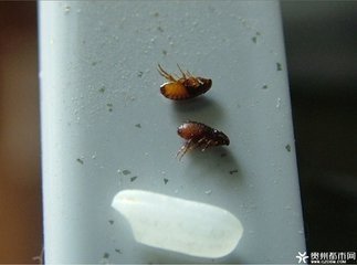请问这个是什么虫子 我腿上这个是什么咬的啊 是跳蚤还是虱子?
