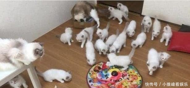 表情猫生下一窝小奶猫,喂奶时猫妈图片亮了表情包动布偶做裸体图片