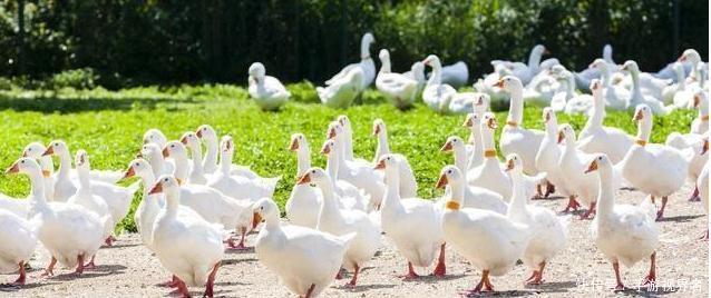 正规养鹅包回收厂家