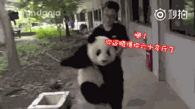 此后,奶爸和萌兰就乐此不疲地玩起了