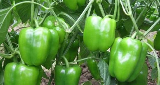 青椒种植的过程中,如何进行田间管理菜农们应
