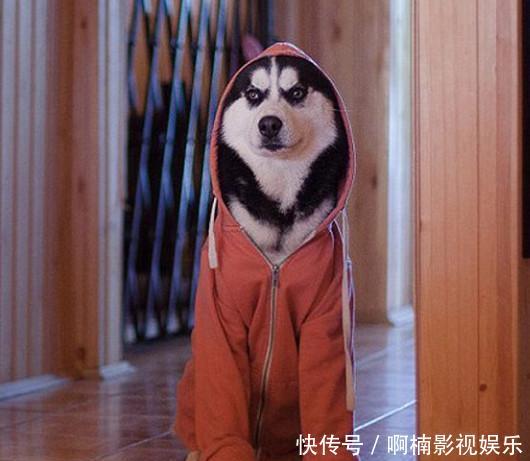 狗狗穿表情服,图片可爱,网友犬表情凝重,上衣:二腊肠伤心图片带的图片包字很田园图片