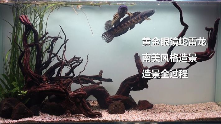 紅龍魚如何飼養(yǎng)和喂養(yǎng)圖片（紅龍魚如何飼養(yǎng)和喂養(yǎng)圖片大全）