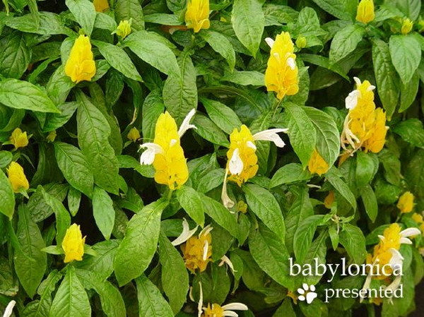 学 名 justiciabrandegeana 别 名:虾夷花,虾衣草,狐尾木,麒麟吐珠