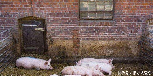农村养猪几大误区,想发展规模养猪,这些问题都