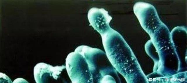 作物真菌和细菌怎么区别预防的措施