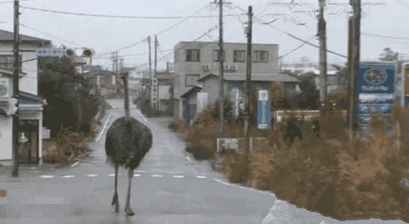 日本核泄漏现状变异动物满街跑,狼鱼到处游