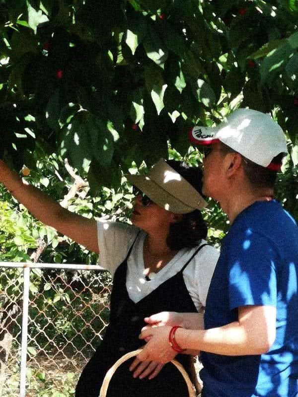 43岁蒋勤勤挺大肚和陈建斌郊外摘樱桃,网友:娱