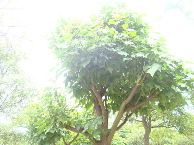 刺桐erythrina indica lam,又名山芙蓉,空桐树,木本象牙红,蝶形花科