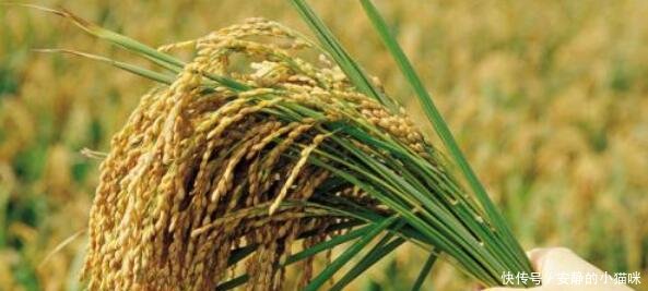 未来水稻价格会上涨吗种植水稻前景如何看完你
