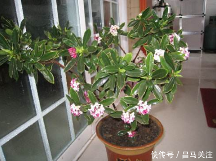 总是失眠,不妨在卧室养这 4种花 ,既能杀螨虫,又