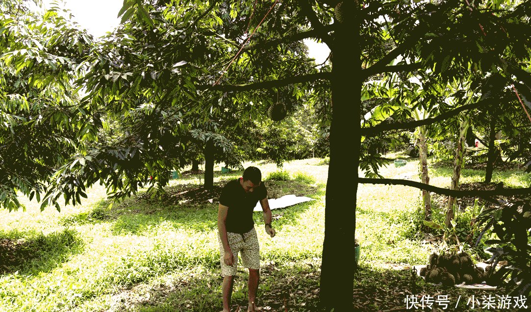 为啥一棵榴莲树结上百个榴莲,却还卖那么贵呢