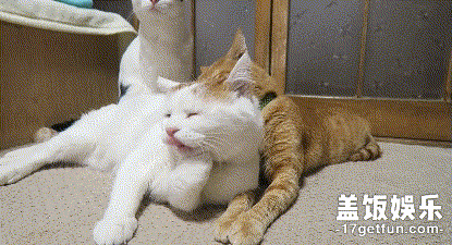 却也能感到幸福 我们也这样常常这样问自己 独自思考思考猫生 打哈欠