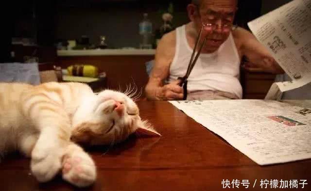 日本94岁老人养了一只橘猫,猫咪每天听老人说