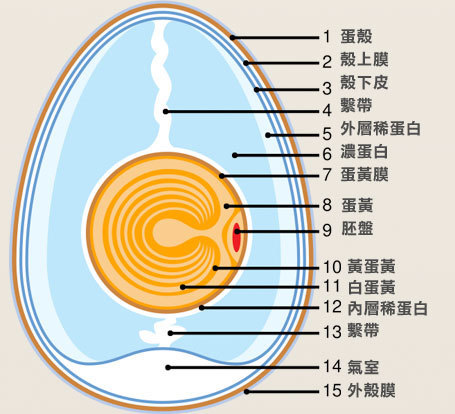 如何区分卵黄和胚盘