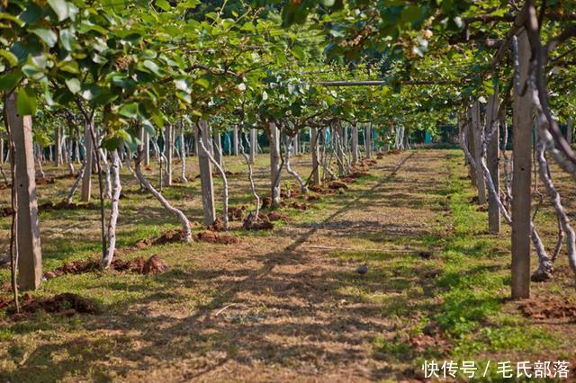 猕猴桃树栽培技术|猕猴桃园春季管理把好四关