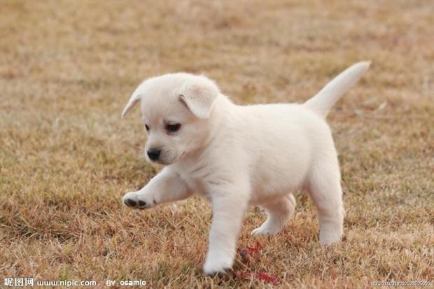 关于小狗的作文(350字) , ,快_360问答