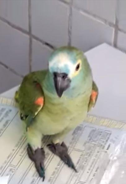 鹦鹉给毒贩通风报信 被警察逮捕