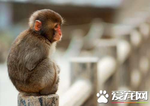 宠物猴子多少钱一只 从几千到几万不等_360问