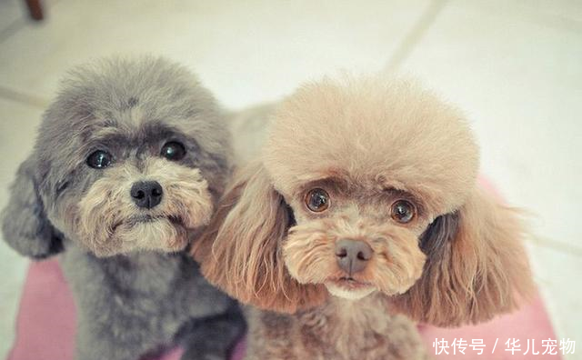 贵宾犬吃什么狗粮最好?